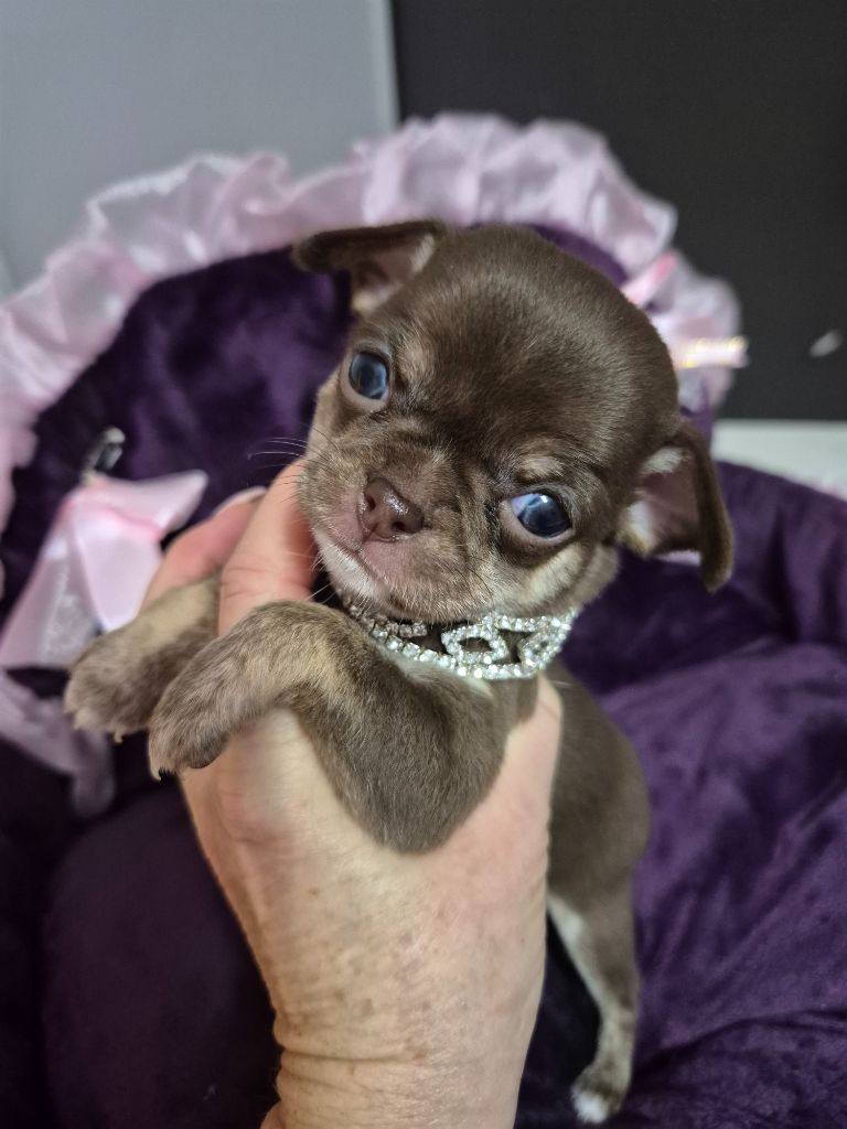 Des Petits Diamants Précieux - Chiot disponible  - Chihuahua