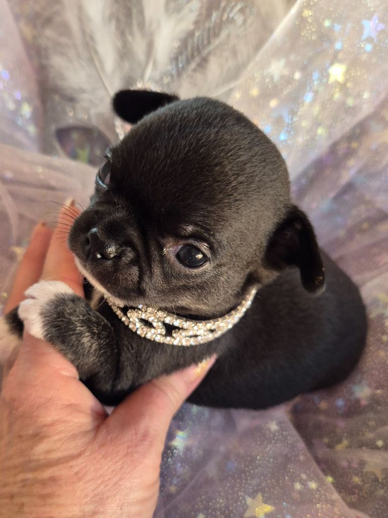 Des Petits Diamants Précieux - Chiot disponible  - Chihuahua