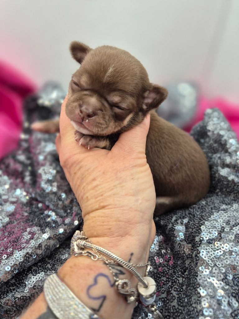 Des Petits Diamants Précieux - Chiot disponible  - Chihuahua