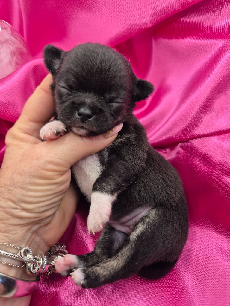 Des Petits Diamants Précieux - Chiot disponible  - Chihuahua