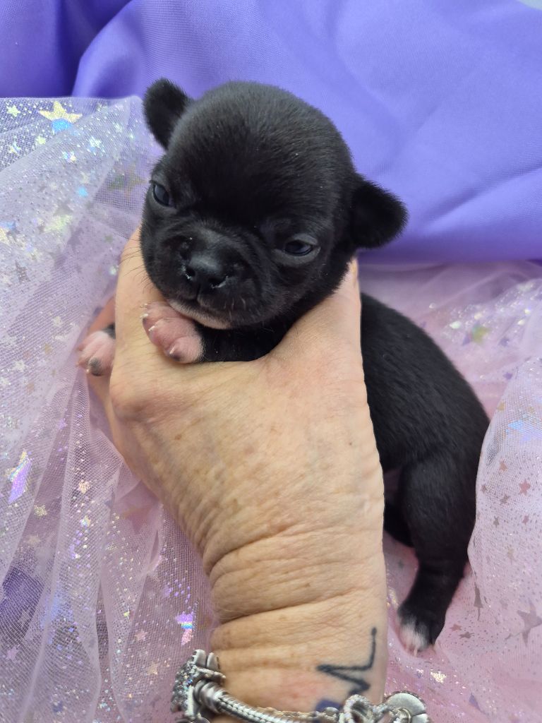 Des Petits Diamants Précieux - Chiot disponible  - Chihuahua