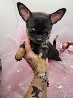 Des Petits Diamants Précieux - Chihuahua - Portée née le 04/11/2023