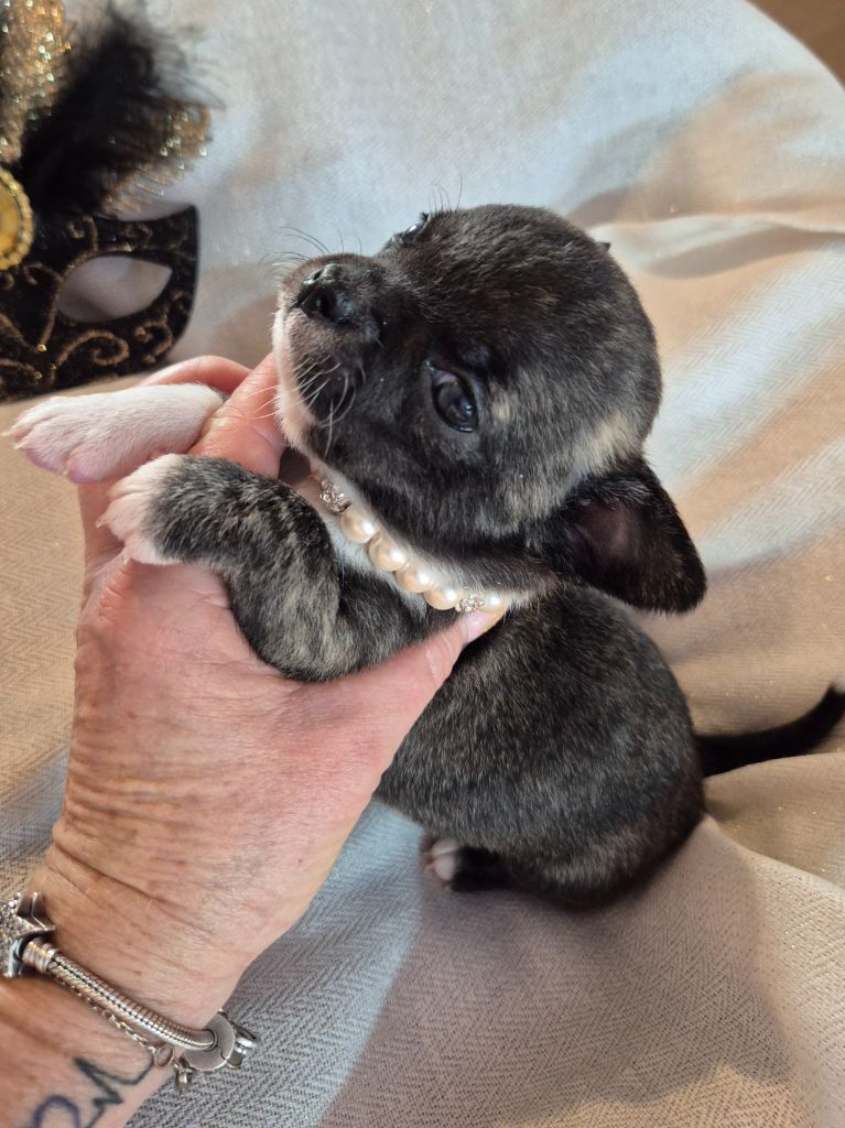 Des Petits Diamants Précieux - Chiot disponible  - Chihuahua