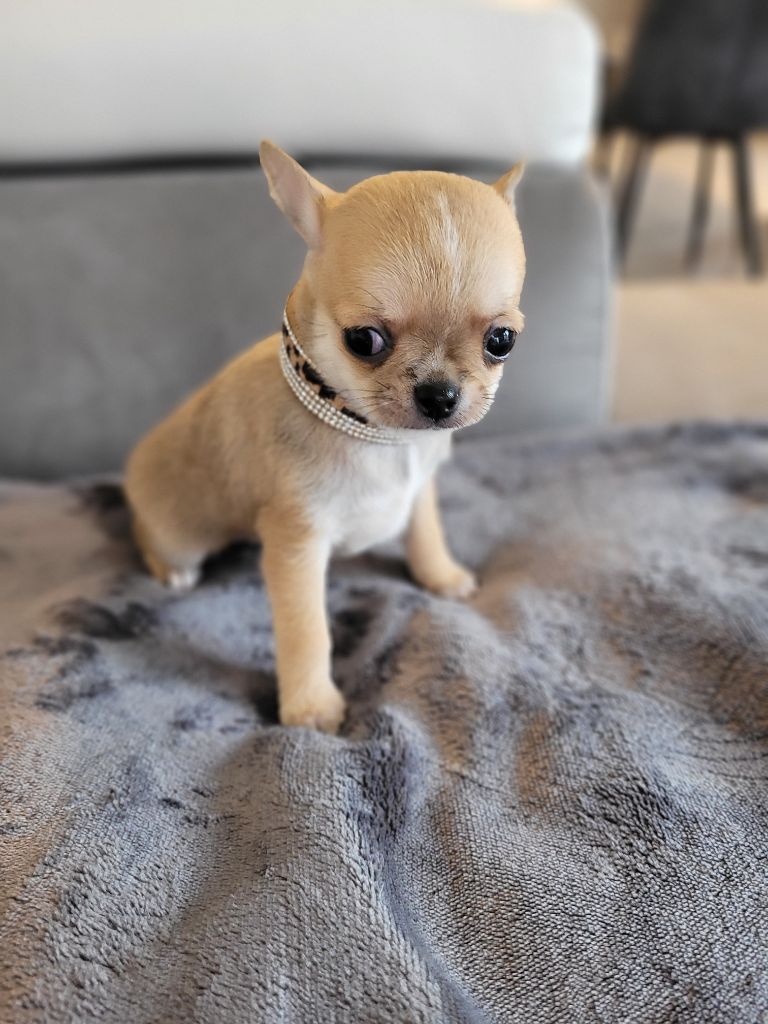 Des Petits Diamants Précieux - Chiot disponible  - Chihuahua