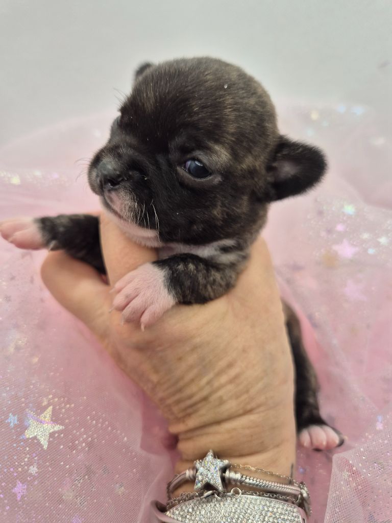 Des Petits Diamants Précieux - Chiot disponible  - Chihuahua