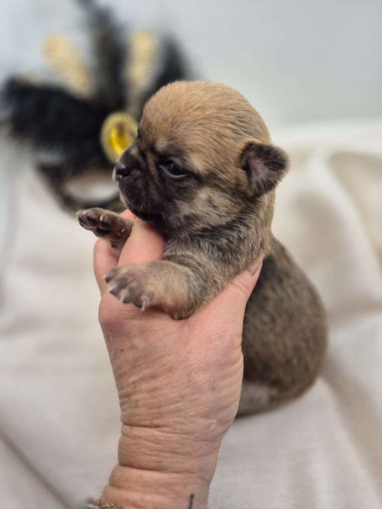 Des Petits Diamants Précieux - Chiot disponible  - Chihuahua