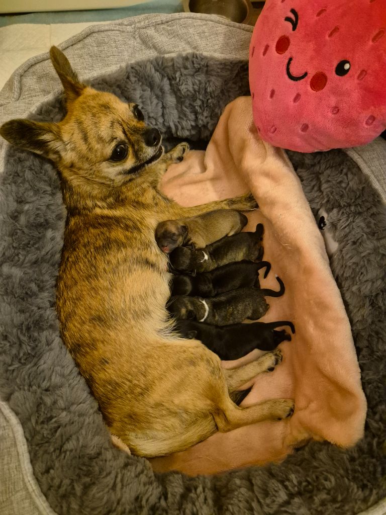 chiot Chihuahua Des Petits Diamants Précieux