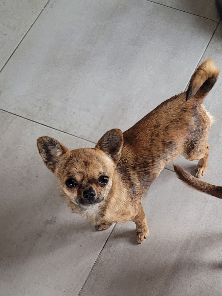 Tootsie Des Terres De Frasnes