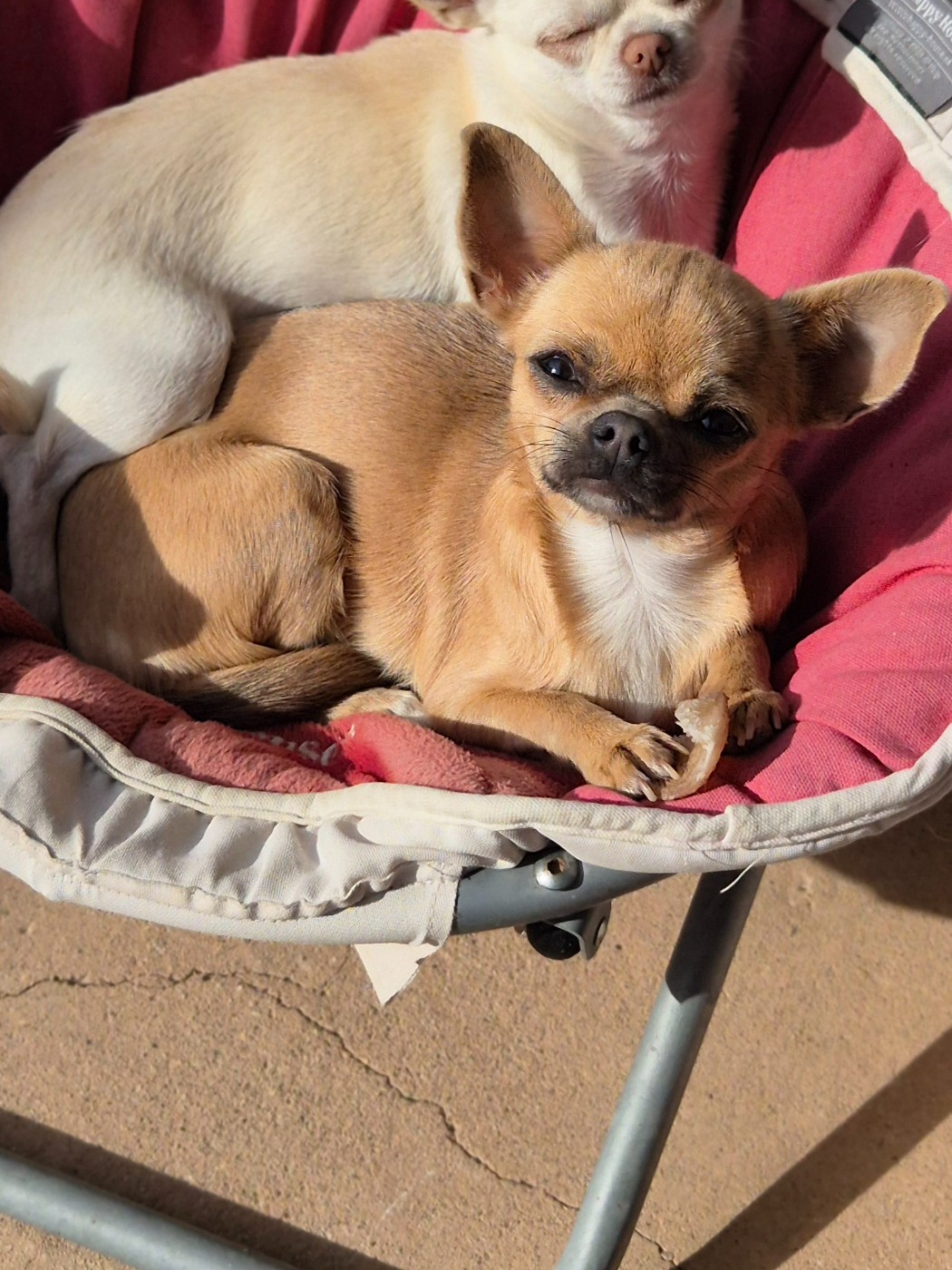 Vaïna Des Petits Diamants Précieux