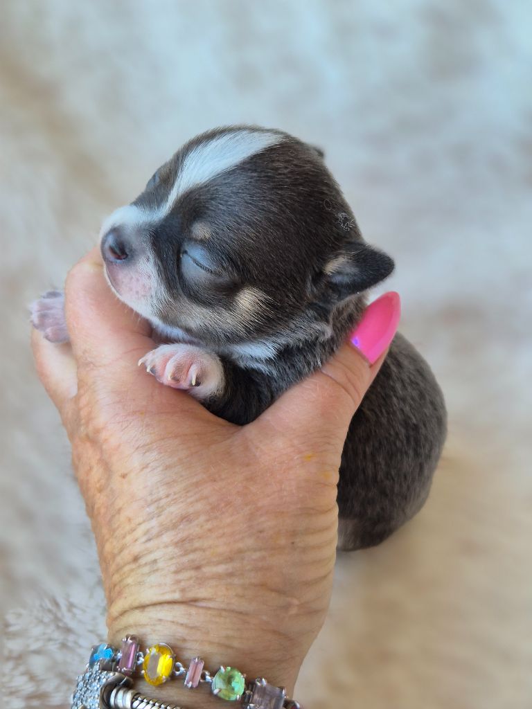 Des Petits Diamants Précieux - Chiots disponibles - Chihuahua
