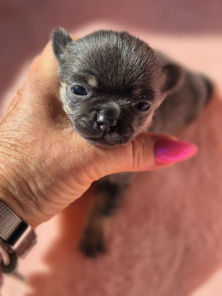Des Petits Diamants Précieux - Chiots disponibles - Chihuahua