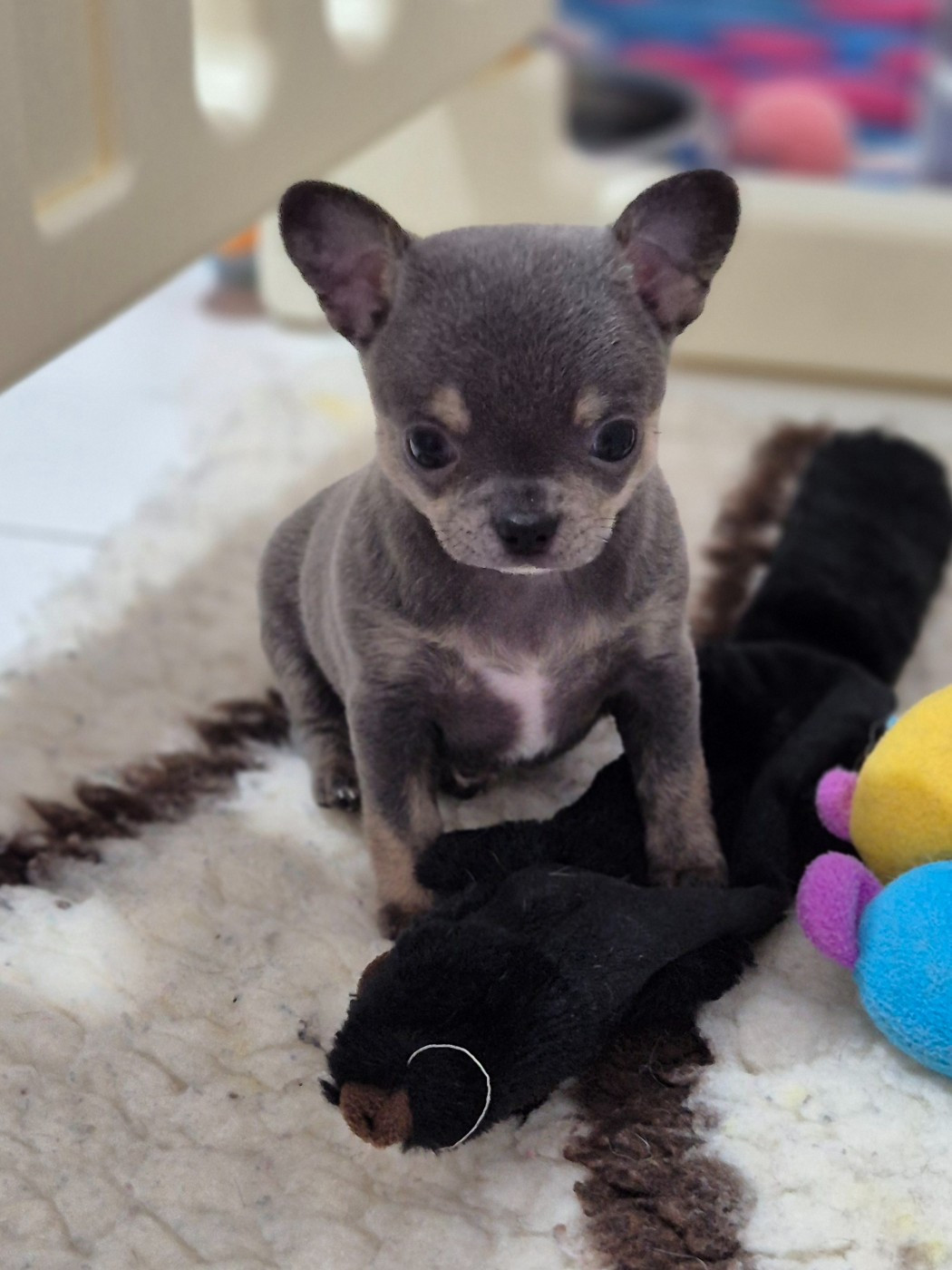 Des Petits Diamants Précieux - Chiots disponibles - Chihuahua