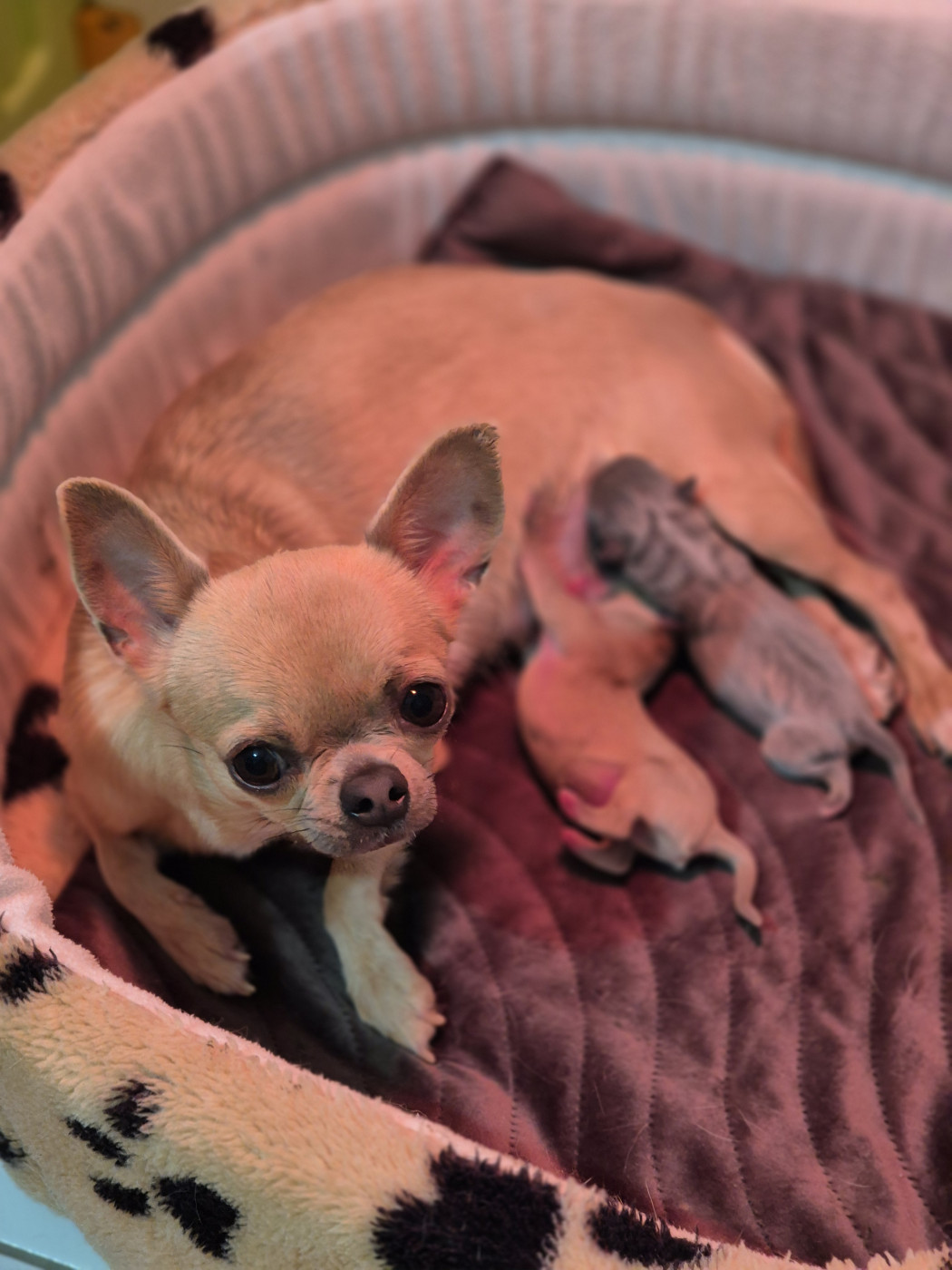 Des Petits Diamants Précieux - Chihuahua - Portée née le 26/03/2026