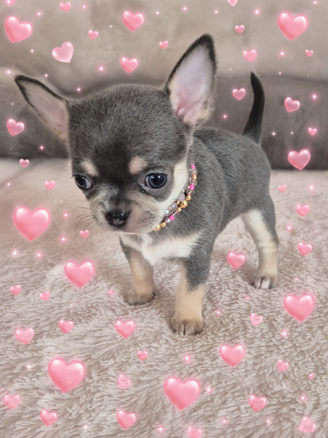 Des Petits Diamants Précieux - Chiots disponibles - Chihuahua