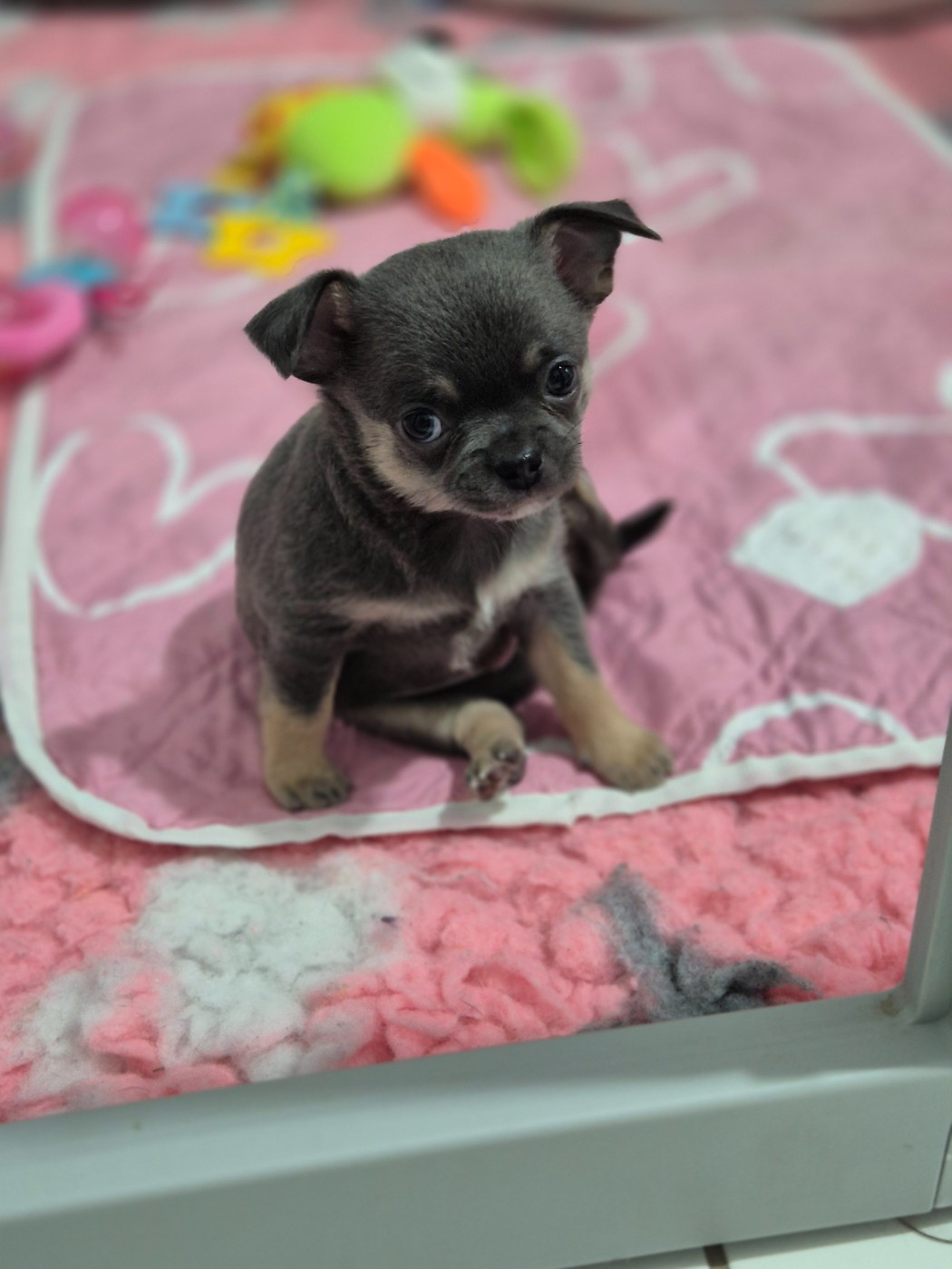 Des Petits Diamants Précieux - Chihuahua - Portée née le 31/03/2026