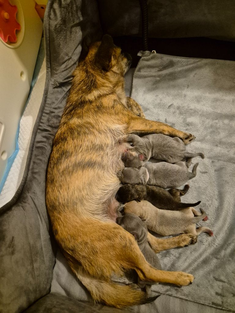 Des Petits Diamants Précieux - Chihuahua - Portée née le 19/10/2025