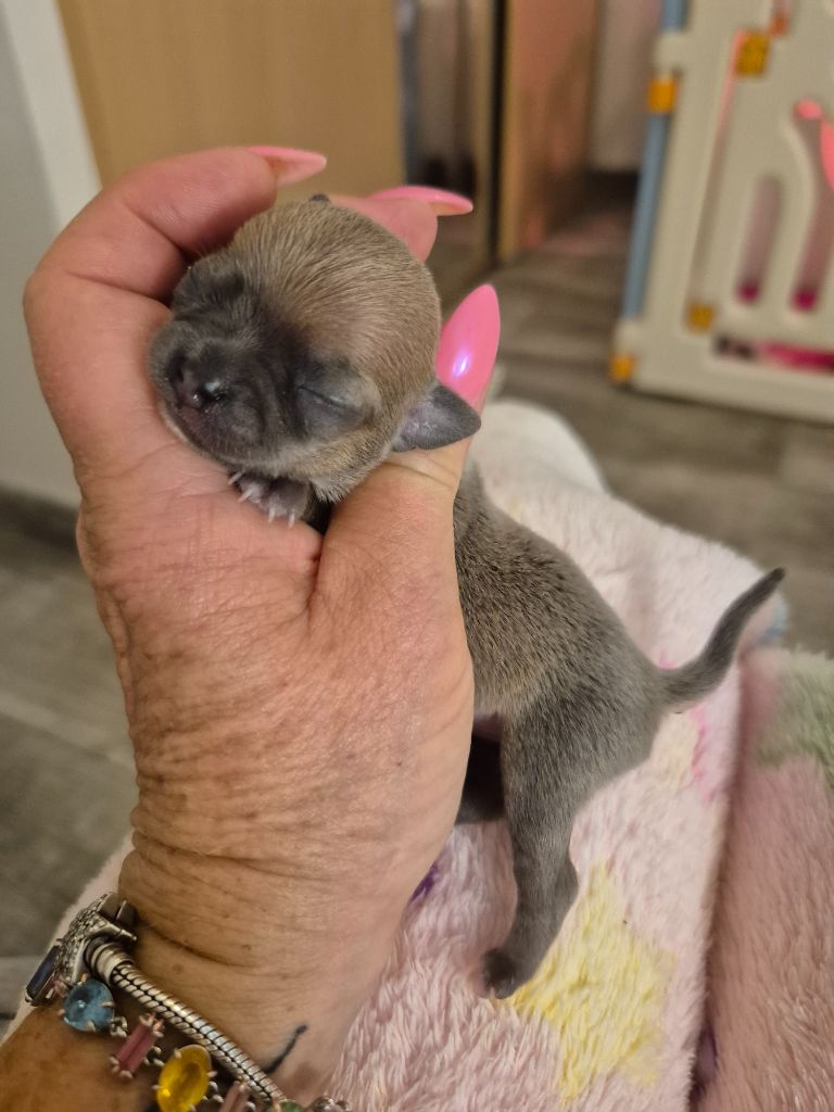 Des Petits Diamants Précieux - Chiots disponibles - Chihuahua