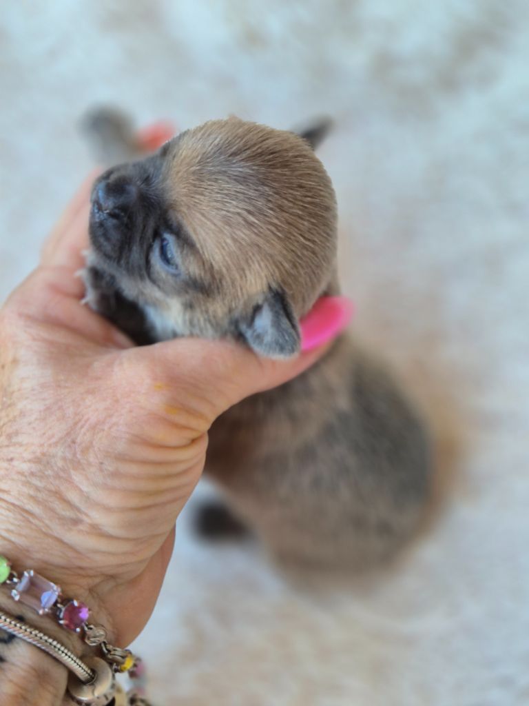 Des Petits Diamants Précieux - Chiots disponibles - Chihuahua