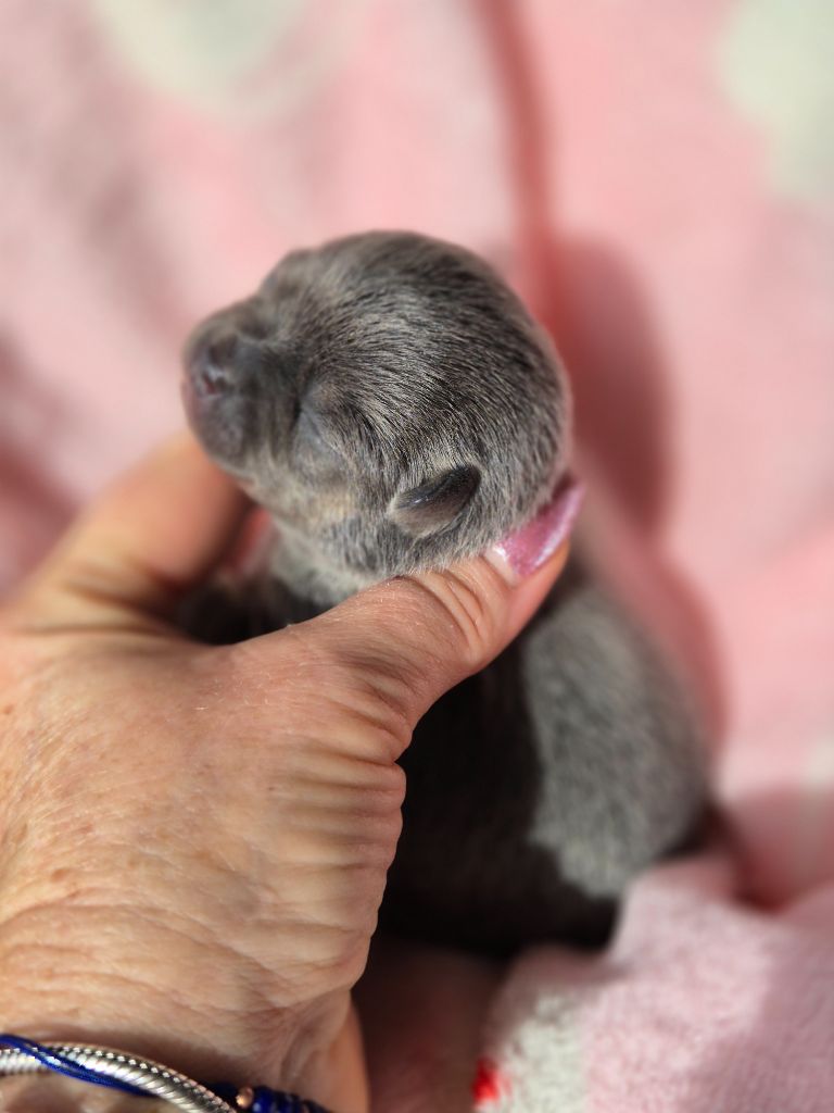 Des Petits Diamants Précieux - Chiots disponibles - Chihuahua