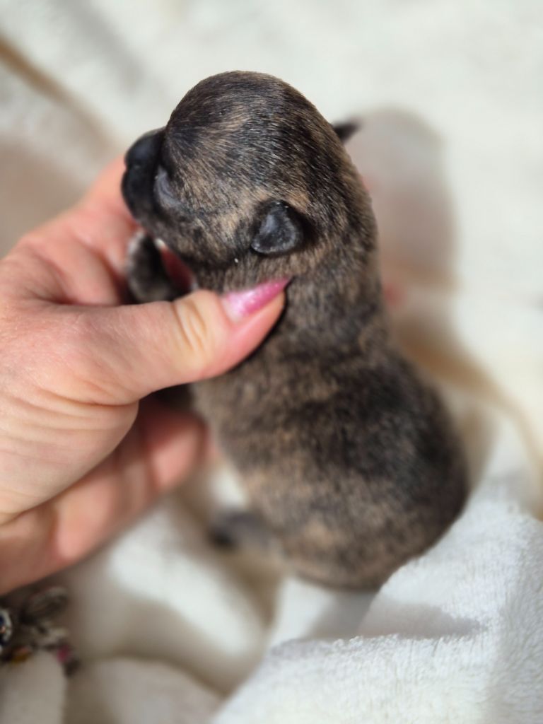Des Petits Diamants Précieux - Chiots disponibles - Chihuahua