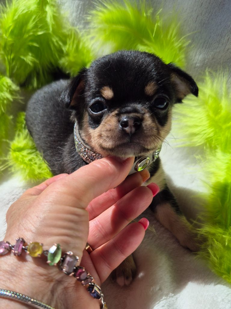 Des Petits Diamants Précieux - Chiots disponibles - Chihuahua