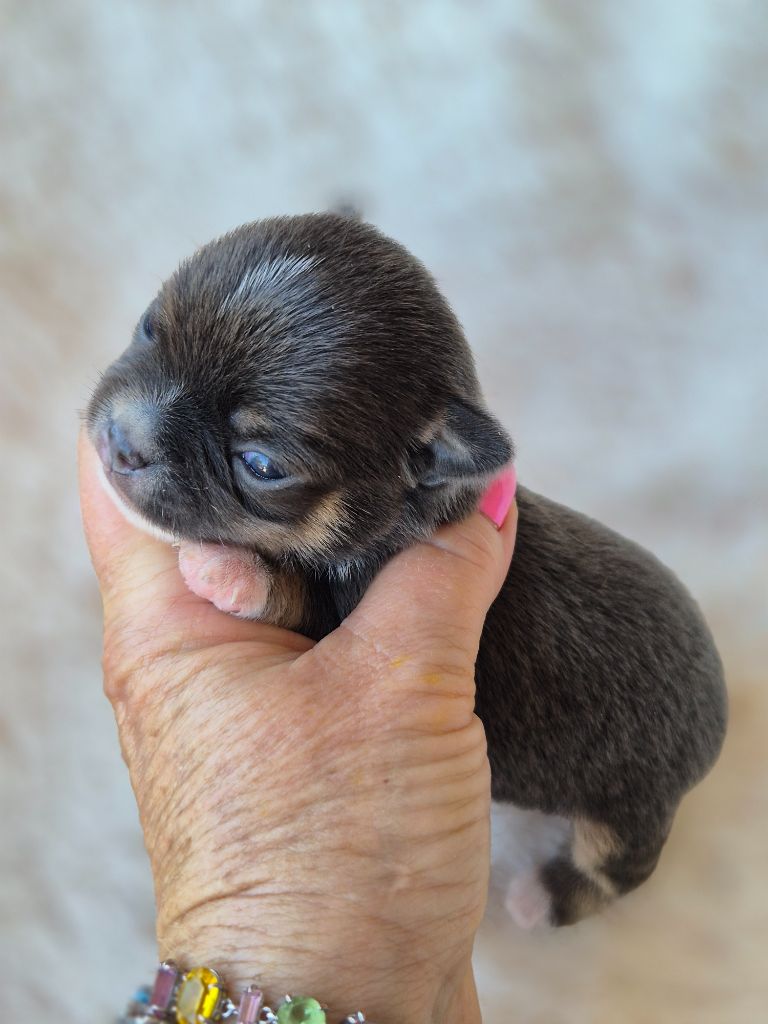Des Petits Diamants Précieux - Chiots disponibles - Chihuahua