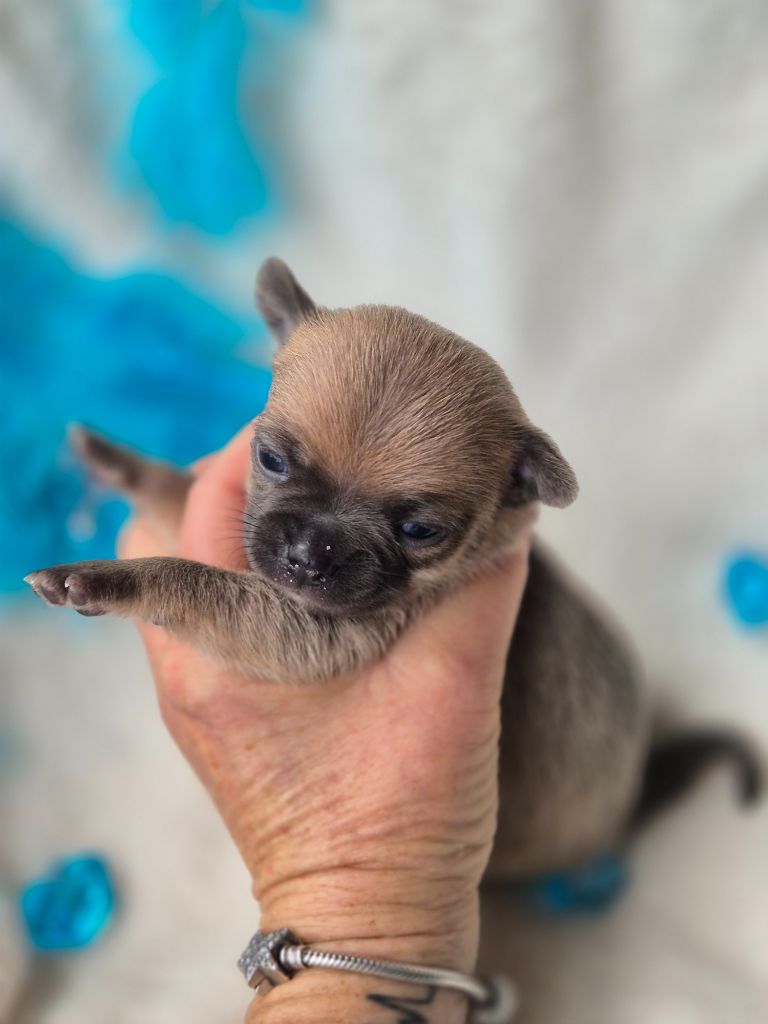 Des Petits Diamants Précieux - Chiots disponibles - Chihuahua