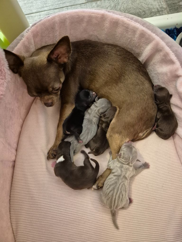 Chiot Chihuahua Des Petits Diamants Précieux