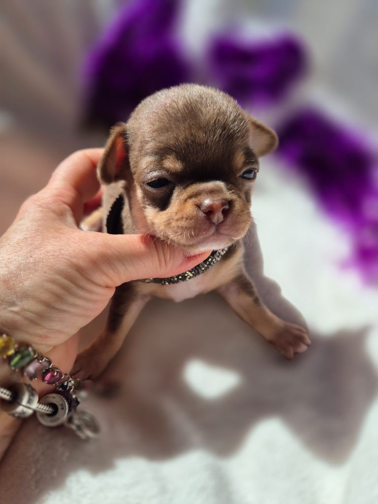 Des Petits Diamants Précieux - Chiots disponibles - Chihuahua