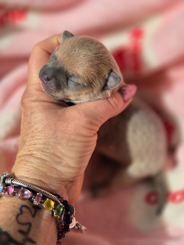 Des Petits Diamants Précieux - Chiots disponibles - Chihuahua
