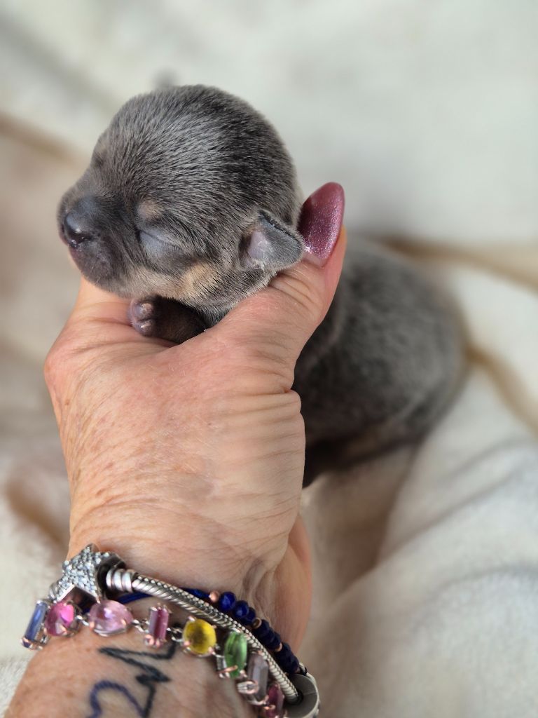 Des Petits Diamants Précieux - Chiots disponibles - Chihuahua