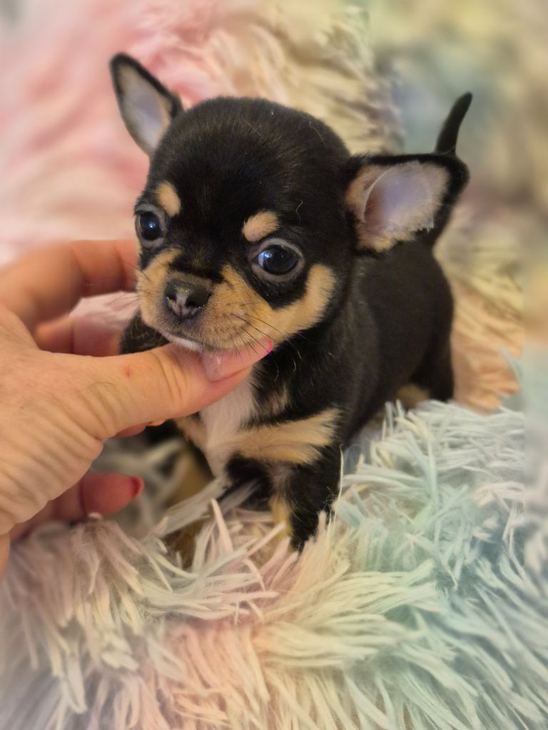 Des Petits Diamants Précieux - Chiots disponibles - Chihuahua
