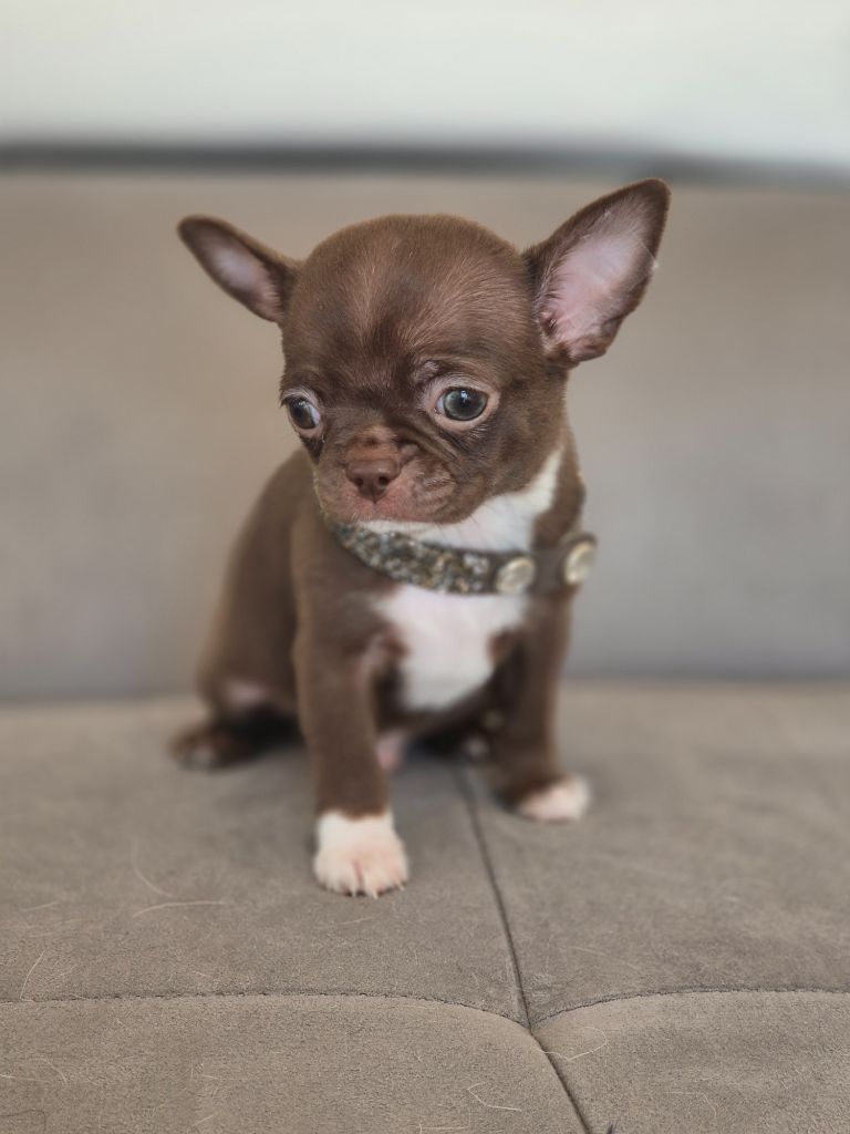 Des Petits Diamants Précieux - Chiots disponibles - Chihuahua