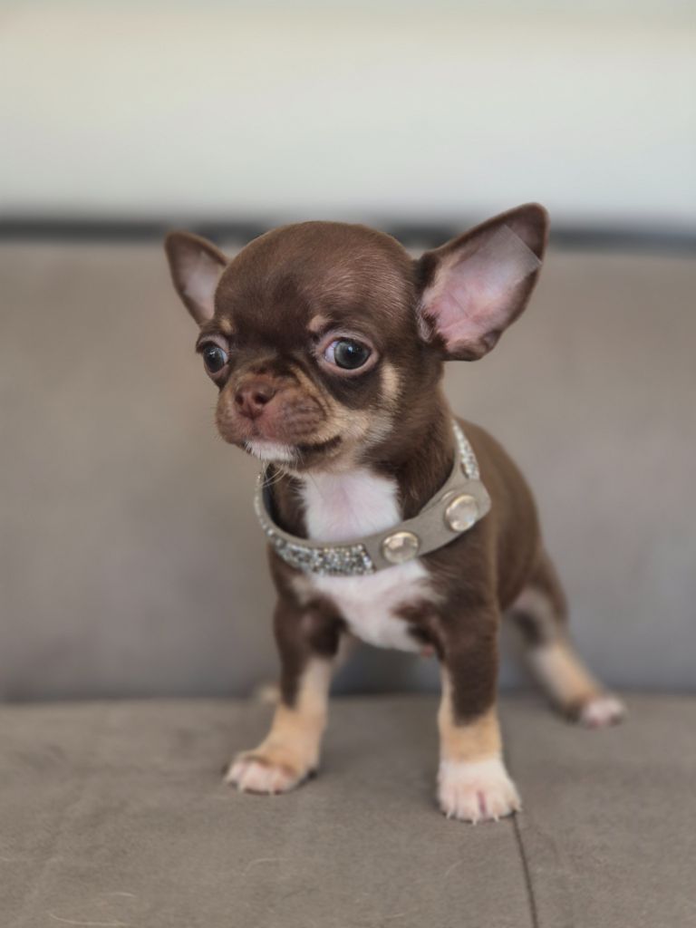 Des Petits Diamants Précieux - Chiots disponibles - Chihuahua