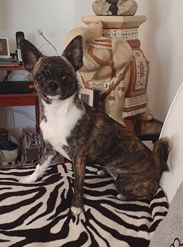 Des Petits Diamants Précieux - Chiots disponibles - Chihuahua