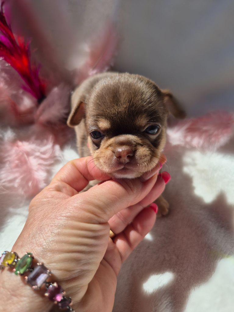 Des Petits Diamants Précieux - Chiots disponibles - Chihuahua