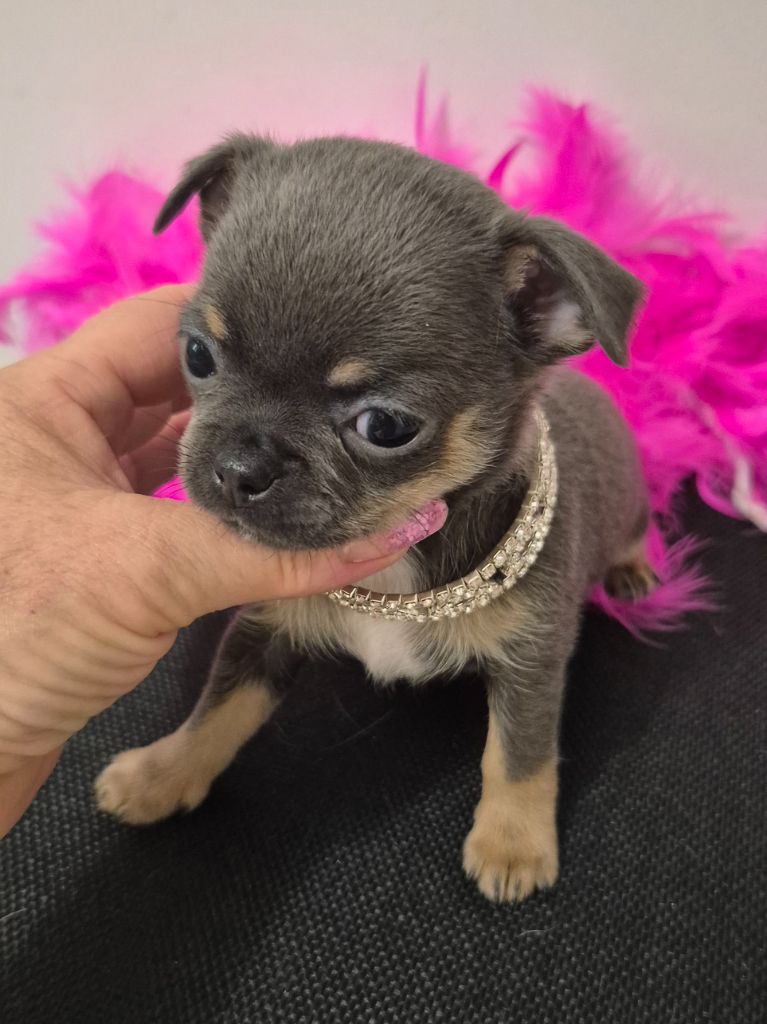 Des Petits Diamants Précieux - Chiots disponibles - Chihuahua
