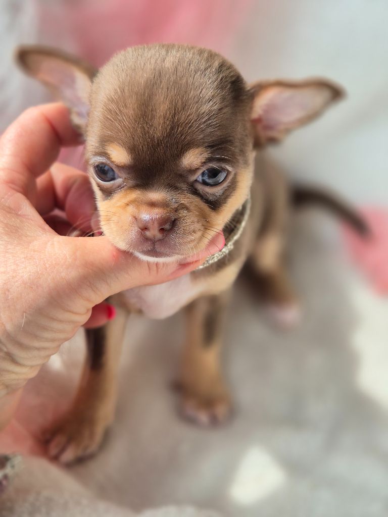 Des Petits Diamants Précieux - Chiots disponibles - Chihuahua