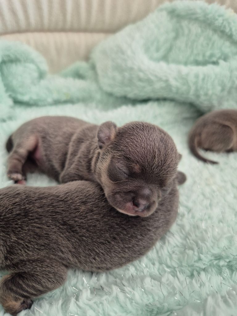 Des Petits Diamants Précieux - Chiots disponibles - Chihuahua
