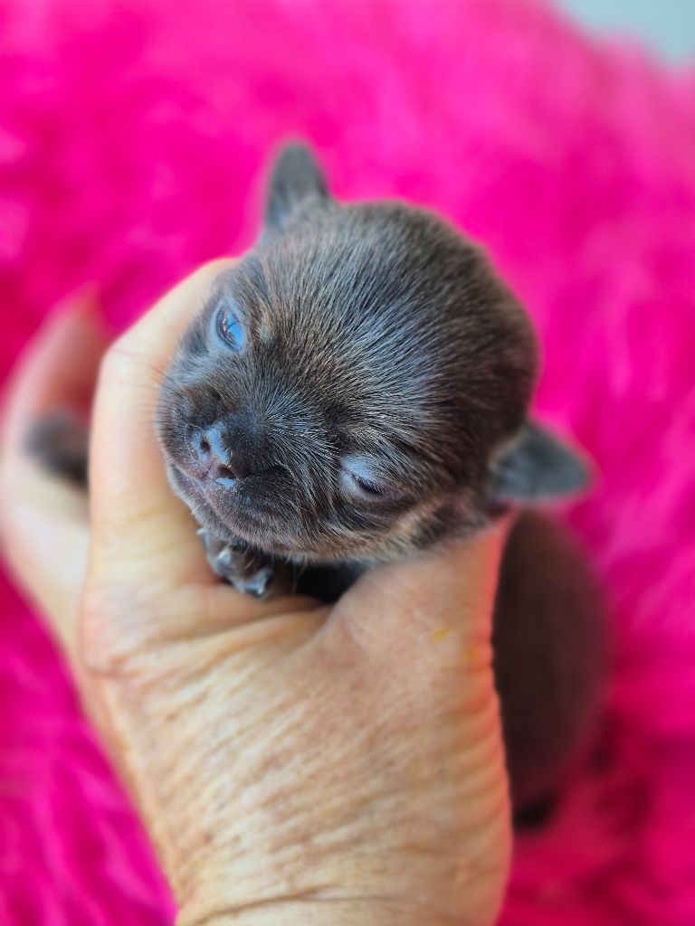 Des Petits Diamants Précieux - Chiots disponibles - Chihuahua