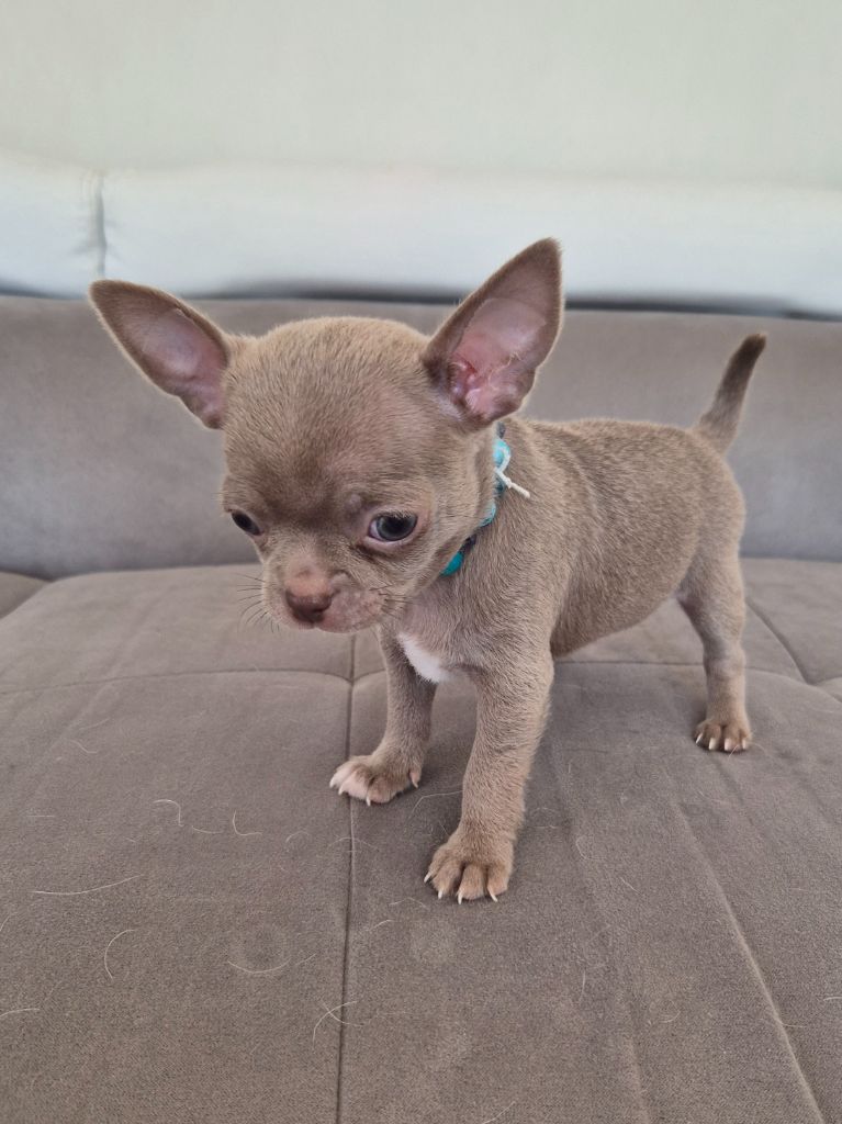 Des Petits Diamants Précieux - Chiots disponibles - Chihuahua
