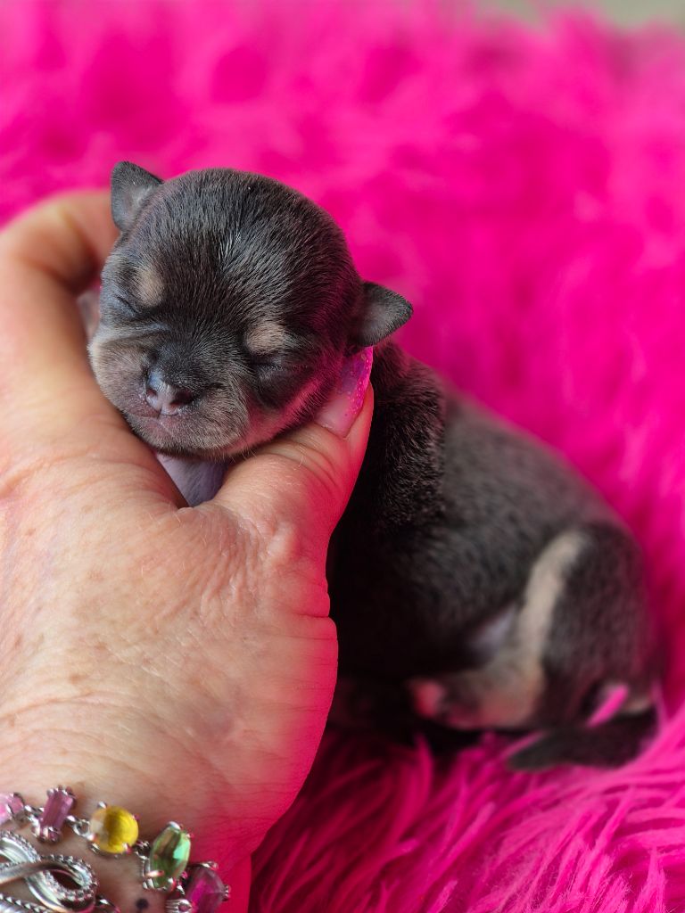 Des Petits Diamants Précieux - Chiots disponibles - Chihuahua