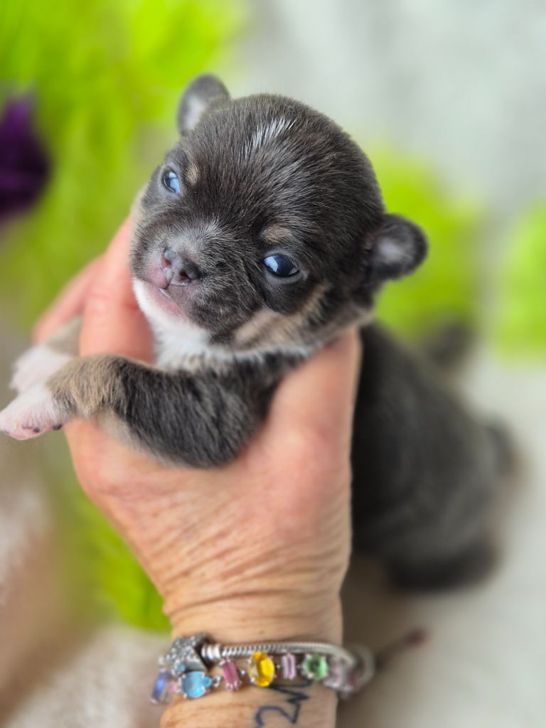Des Petits Diamants Précieux - Chiots disponibles - Chihuahua