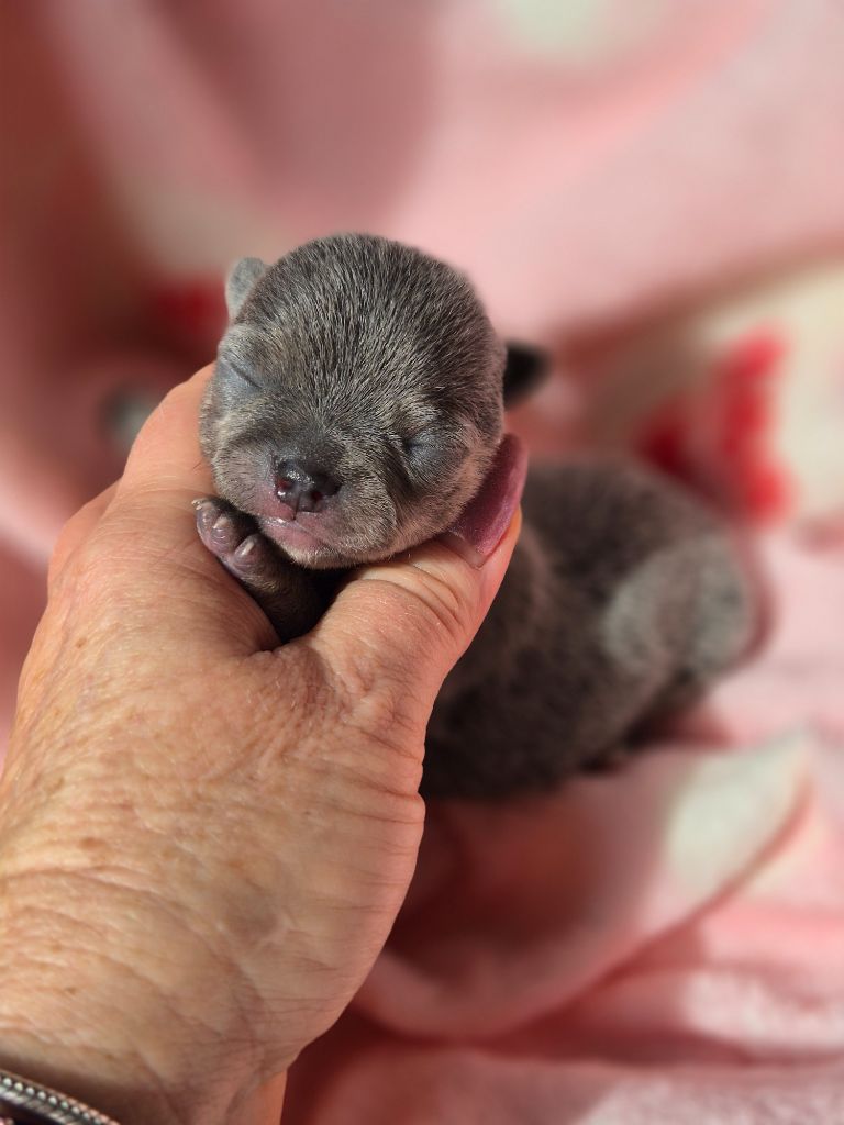 Des Petits Diamants Précieux - Chiots disponibles - Chihuahua