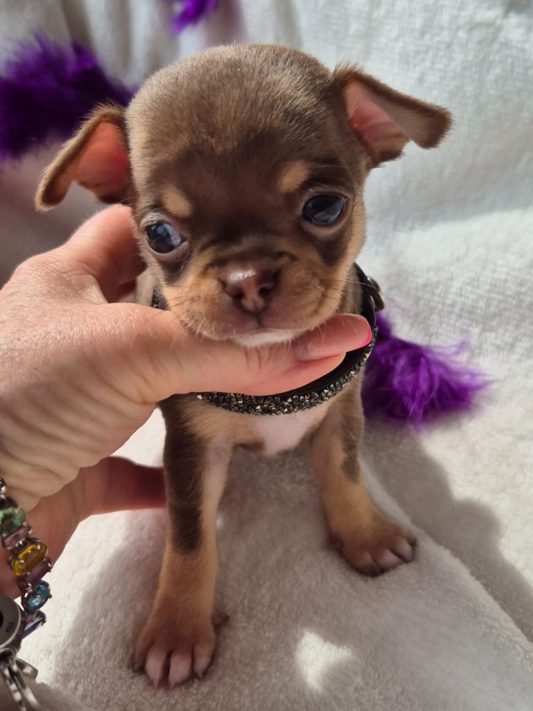 Des Petits Diamants Précieux - Chiots disponibles - Chihuahua