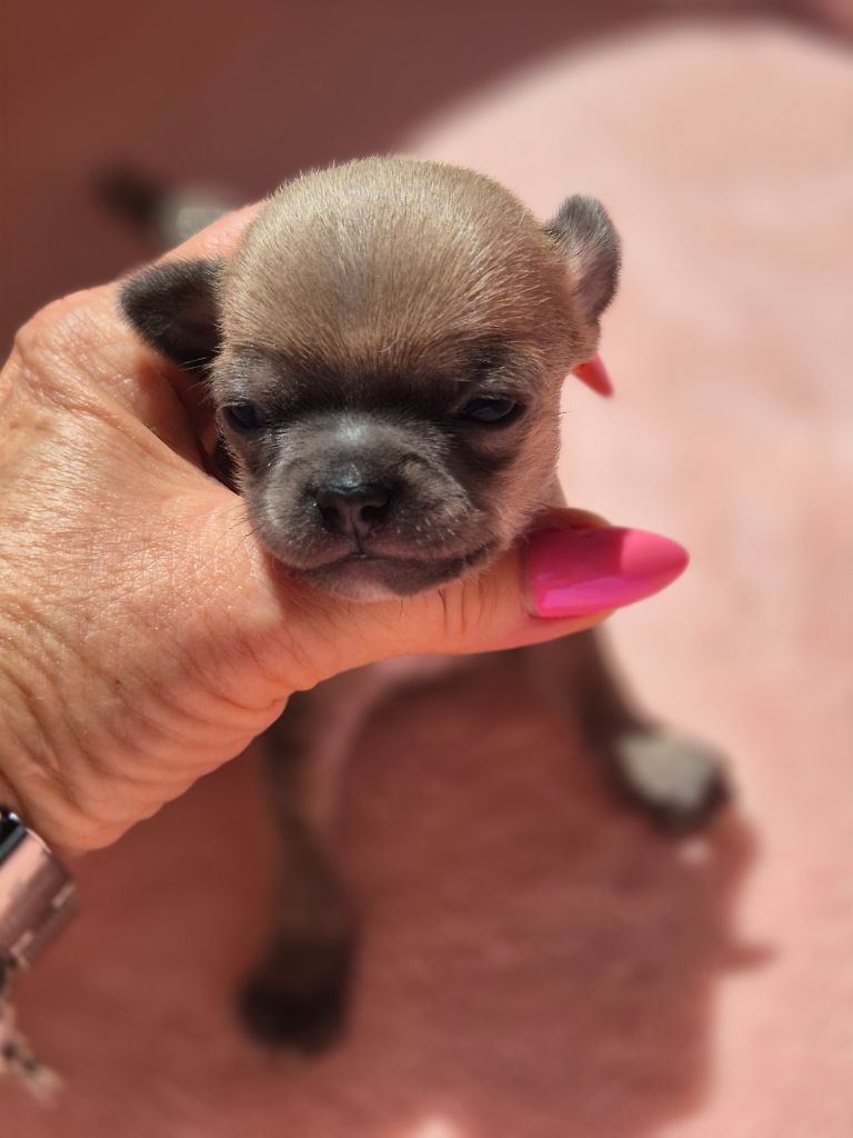 Des Petits Diamants Précieux - Chiots disponibles - Chihuahua